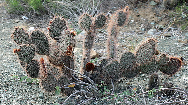 Opuntia pycnantha · iNaturalist