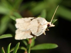Leucotenes coprosmae