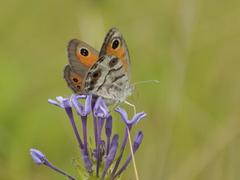 Pseudonympha magoides