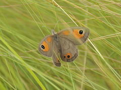 Pseudonympha magoides