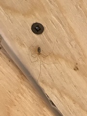 Pholcus phalangioides