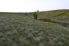 Stipa tirsa
