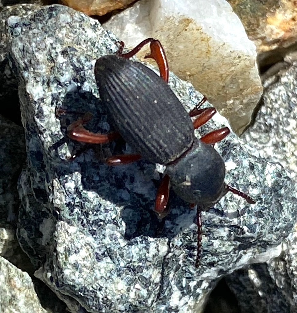 Argoporis apicalis