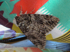 Catocala umbrosa