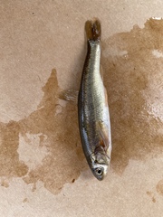 Mylocheilus caurinus