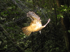 Malacocincla sepiaria