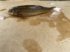 Mylocheilus caurinus