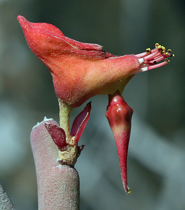 Euphorbia lomelii