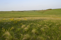 Stipa tirsa