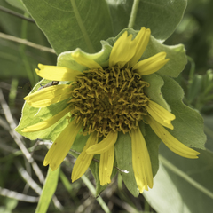 Wyethia helenioides