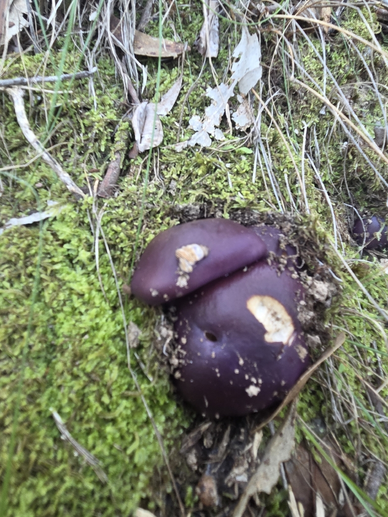Cortinarius archeri · April 2026 · photo: © mlinc (iNaturalist, cc-by)