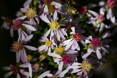 Symphyotrichum cordifolium