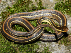 Thamnophis proximus rutiloris