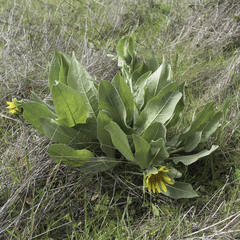Wyethia helenioides