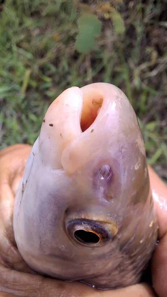 Magdalena leporinus (Leporinus muyscorum) — Anostomidae