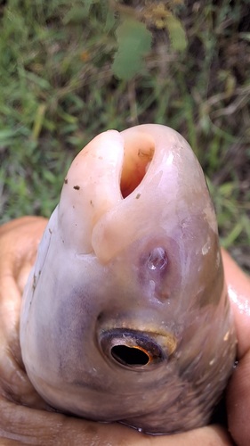 Magdalena leporinus (Leporinus muyscorum) — Anostomidae