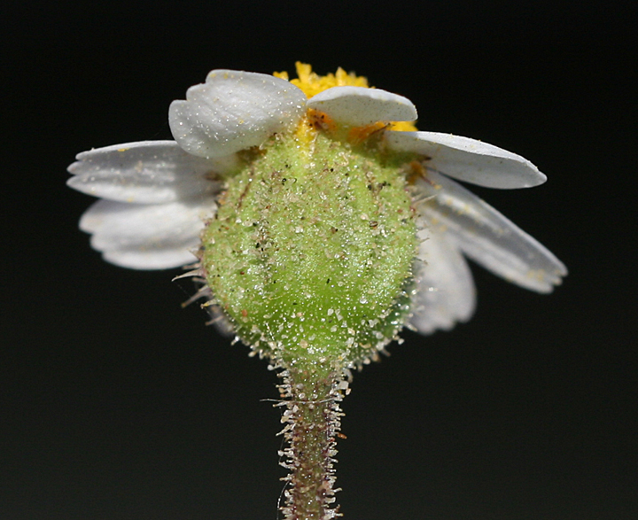 Perityle brandegeeana