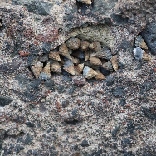 Echinolittorina pascua observed 2025-12-24