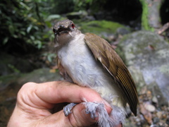 Brachypodius eutilotus