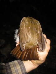 Brachypodius eutilotus