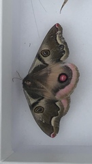 Polythysana rubrescens