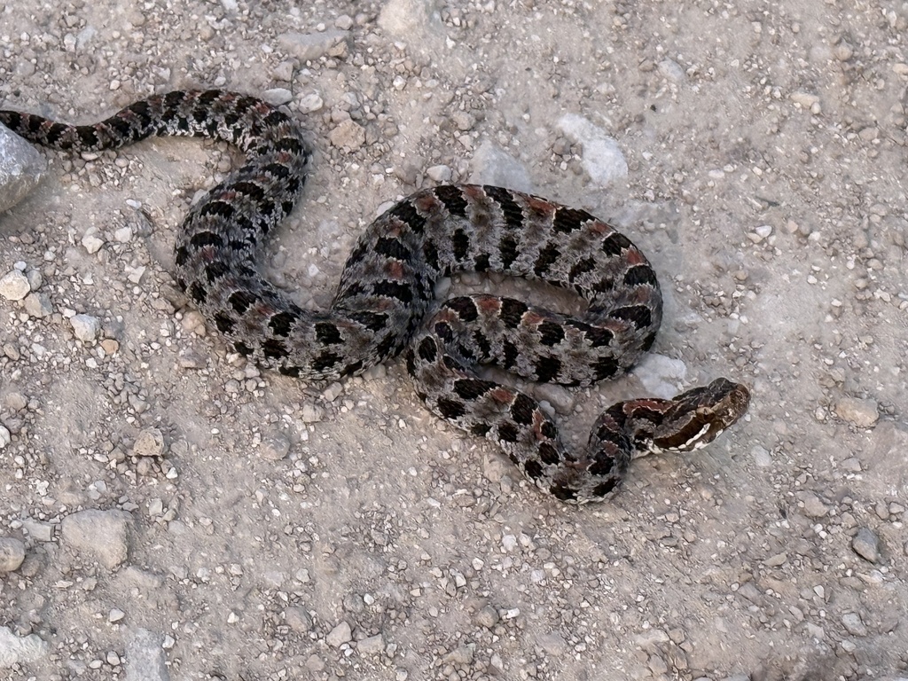 Mini Rattlesnake Pygmy Rattlesnake in April 2026 by bobzappalorti · iNaturalist