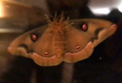 Polythysana rubrescens