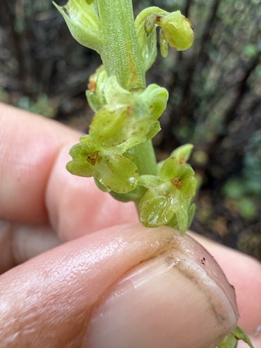 Platanthera cooperi, 2026-04-26