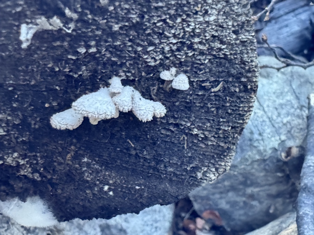 Schizophyllum commune · April 2026 · photo: © funecology (iNaturalist, cc-by-sa)