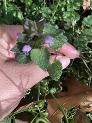 Lamium purpureum