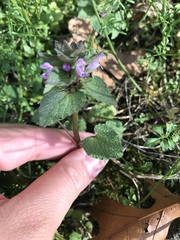 Lamium purpureum