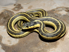 Thamnophis elegans hueyi