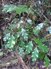 Syzygium unipunctatum