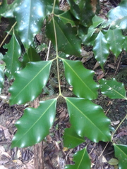 Syzygium unipunctatum