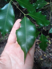 Syzygium unipunctatum