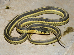 Thamnophis elegans hueyi