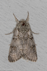 Acronicta tota
