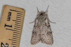 Acronicta tota