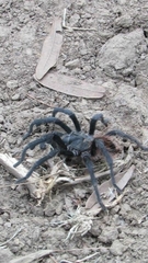Dugesiella anitahoffmannae