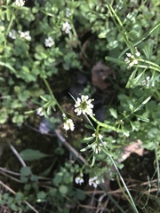 Cardamine hirsuta