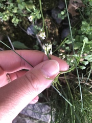 Cardamine hirsuta