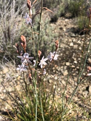 Asphodelus fistulosus