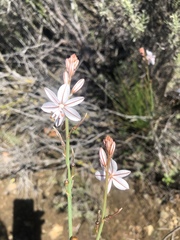 Asphodelus fistulosus