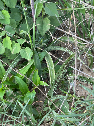 Agave maculata