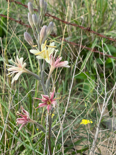 Agave maculata