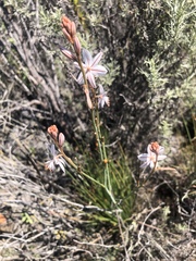 Asphodelus fistulosus