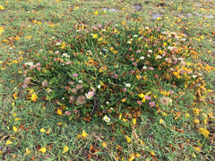 Noticastrum diffusum