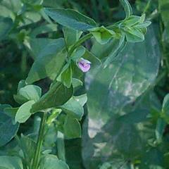 Dicliptera resupinata