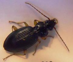 Patrobus longicornis