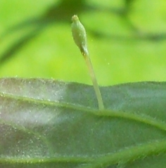 Andricus chinquapin